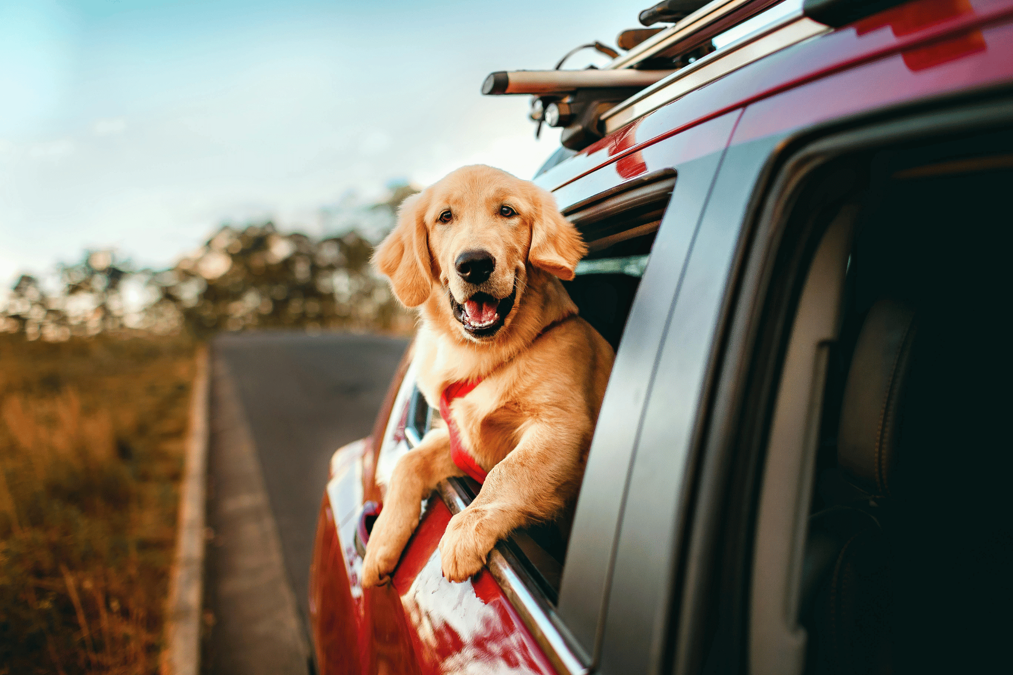 Family with their pet dog enjoying their vehicle